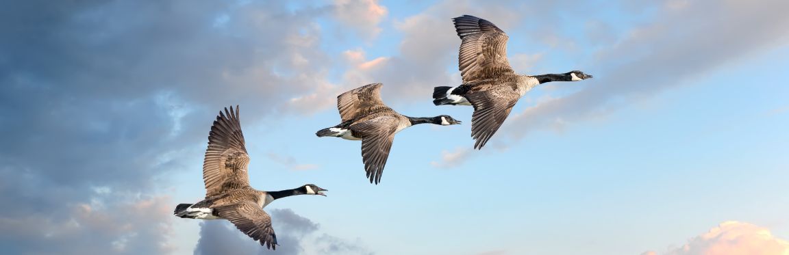 A flock of geese in flight in the sky.